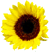 Image of sunflower1.gif